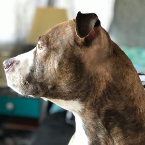 Meet your Posher, Autumn